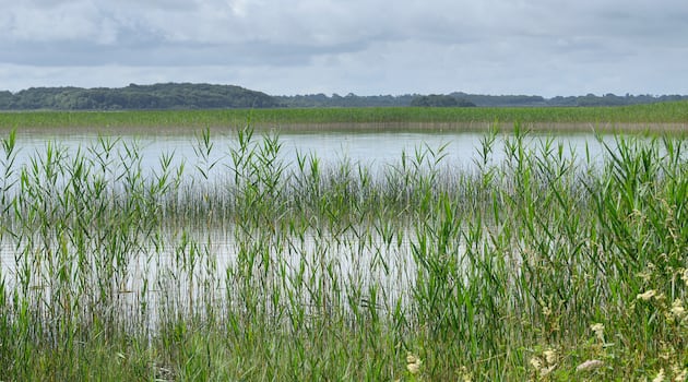 Cross-Border commitment crucial in nursing Ireland’s ailing lakes back to health