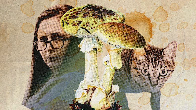 The mushroom-foraging claim at the heart of Erin Patterson’s appeal