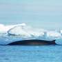 Warming waters draw summer 'feeding frenzies' by whales off Greenland