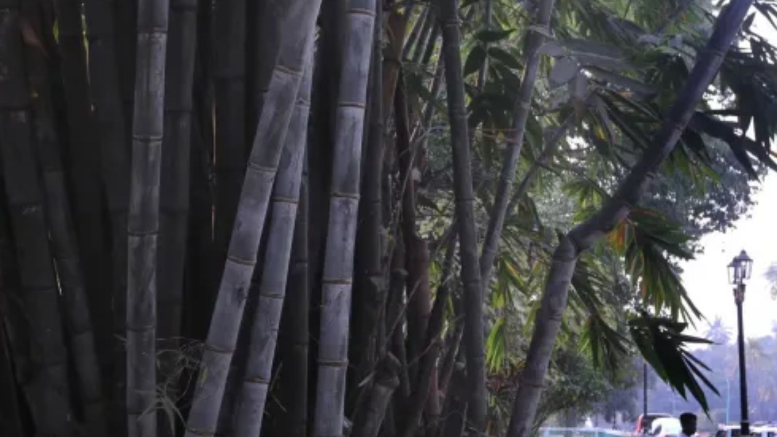 Punjab turns to bamboo as new diversification option; Centre approves Rs 2.49cr
