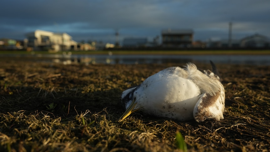 Breaking: Bird flu suspected as over 1,000 birds dead in three mass mortality events