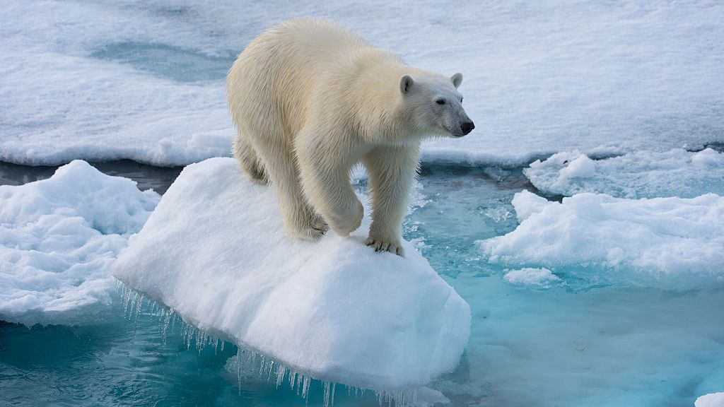 Horrific photograph of starving polar bear still stands out as stark warning this World Photography Day