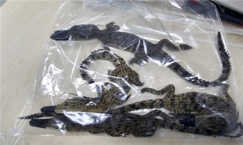 5 indicted in wildlife smuggling ring bust