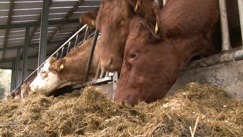 Govt 'won't be found wanting' on fodder supports - Heydon