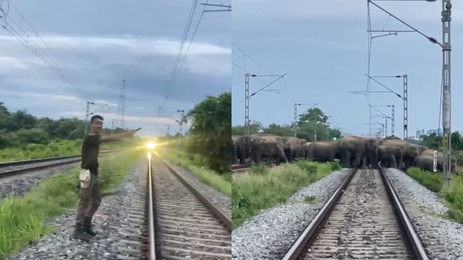 Rajdhani Express stops in Assam as elephant herd crosses railway tracks