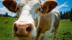 Northern Ireland farm profits topped £1bn in 2025