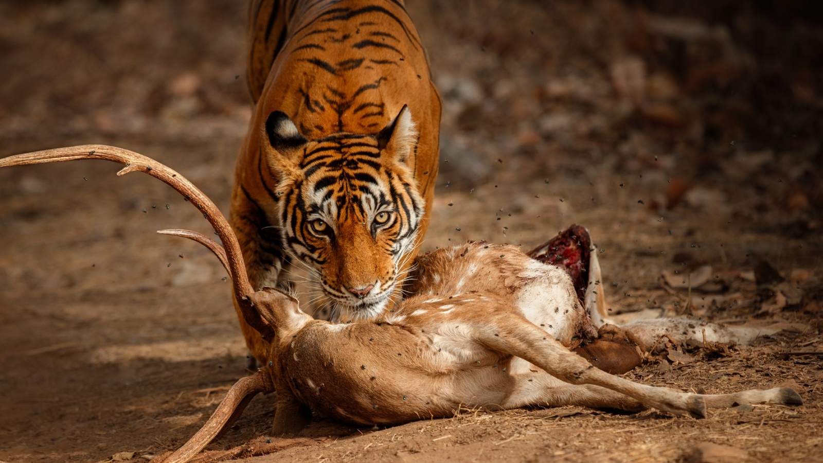 Why wild animals attack humans — and what makes one a ‘man-eater’