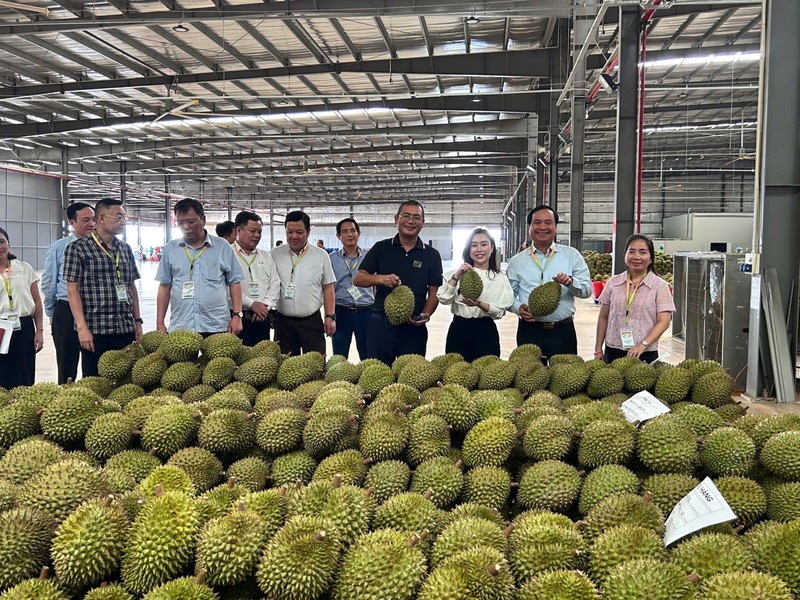 Experts call for solutions to boost sustainable durian exports