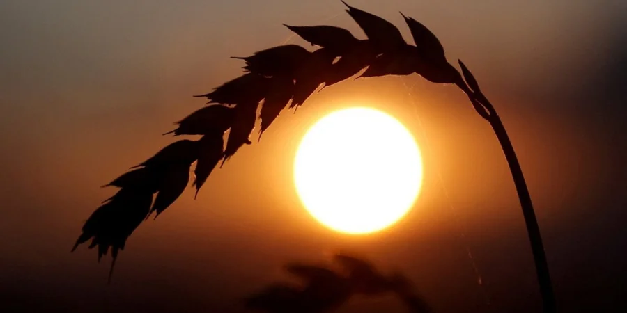 Ukraine's grain exports fall to just 20% of needed volume