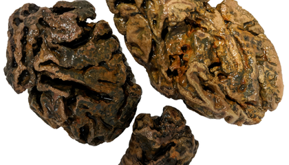 Archaeologists Have Found Thousands of Intact Ancient Human Brains. Scientists Say They've Figured Out Why the Organs Don't Always Rot