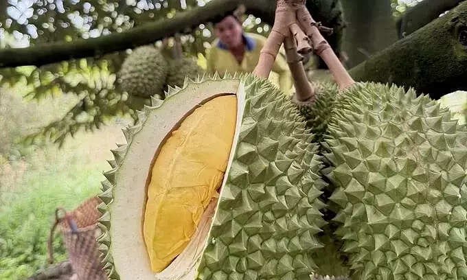 Vietnam eyes record $4.5B durian exports this year