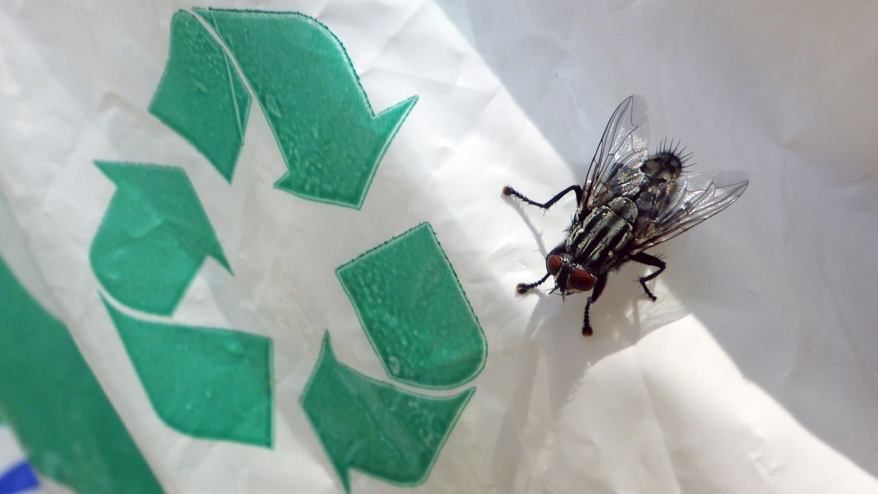 Say goodbye to kitchen trash flies — the one kitchen staple that stops them in their tracks