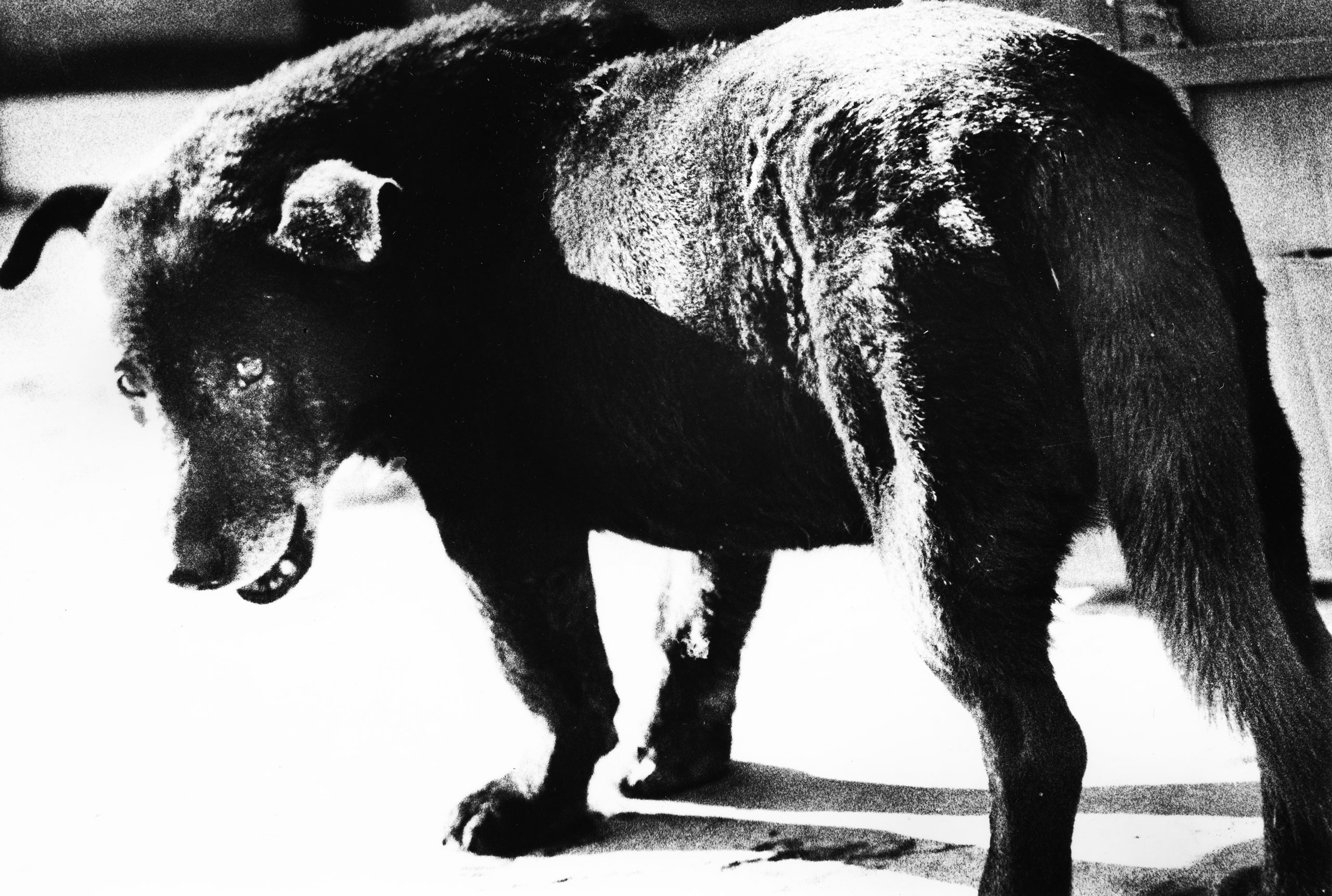 Japanese street photography master Daido Moriyama breaks all the rules of photography, but you can’t argue with these astonishing photos