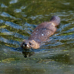 European minks relocated to Saaremaa produce offspring