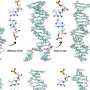 DNA's physical properties may shape which mutations evolution preserves
