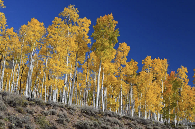 The World’s Oldest Living Things: 14 Ancient Organisms