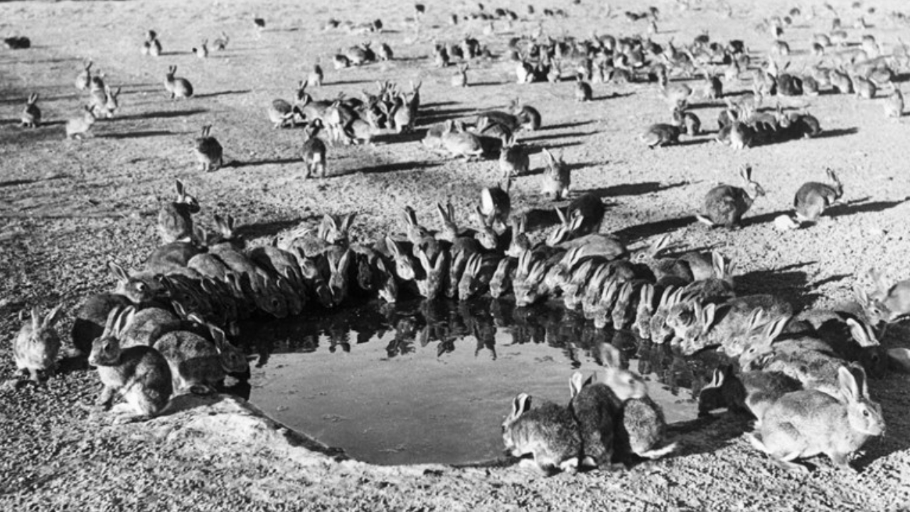 Australia removed island rabbits in 1986; native habitat is returning