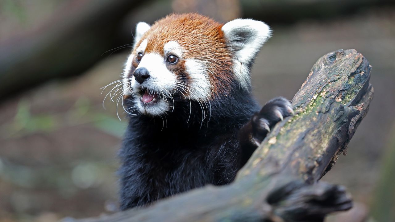 Nashville attempts to block controversial data center near zoo with eminent domain — city could force developer to sell the land for public use, rather than $700 million installation
