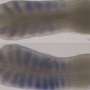A cell-motility pathway helps set the pace of embryo development