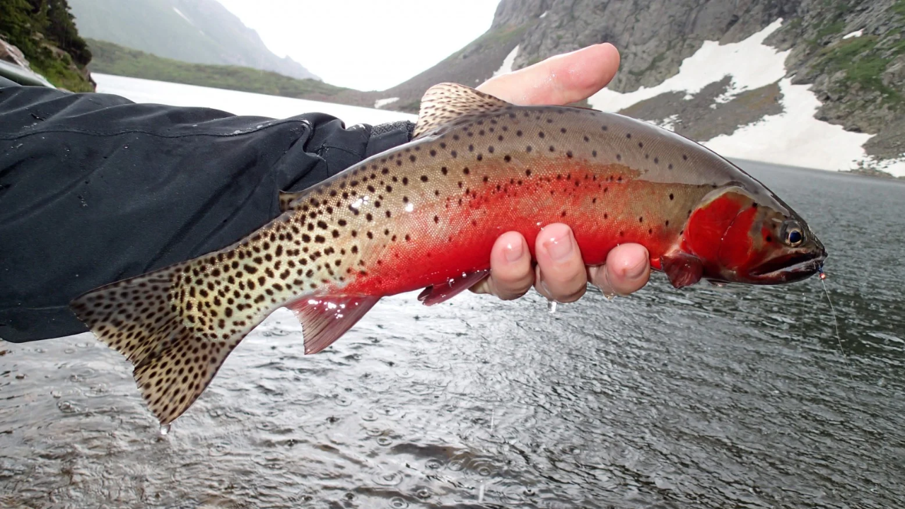 New Mexico trout restoration brings native fish back to 120 miles of streams