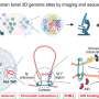 Map of tonsil's genetic 'spaghetti' yields insights into immunity