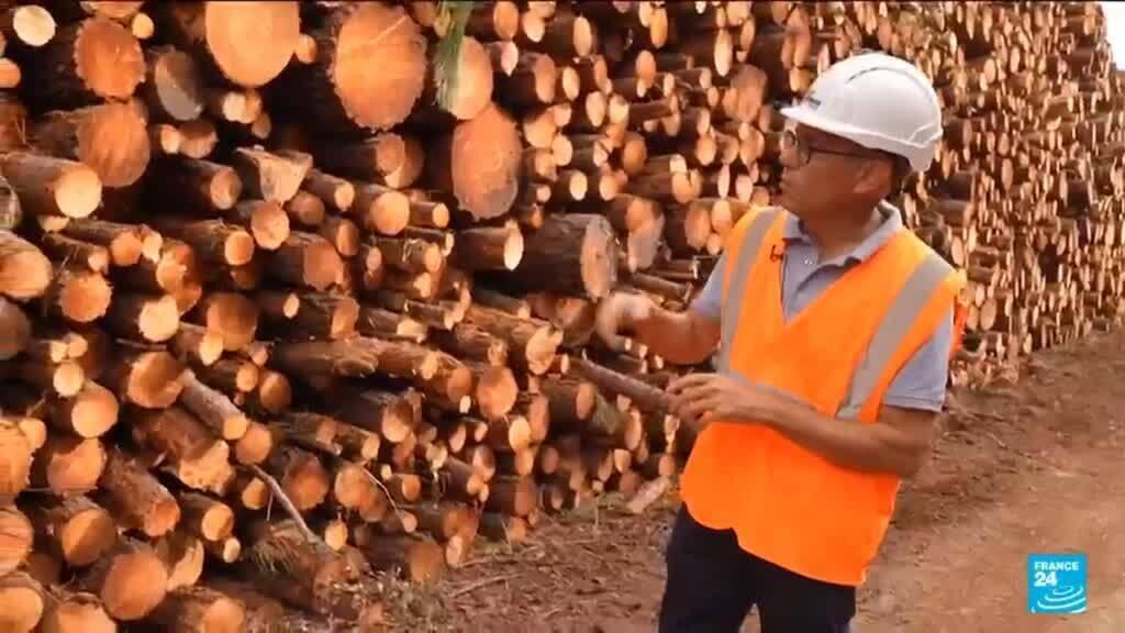 France's timber industry rushes to process trees charred by wildfires