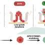 How highly aggressive colon cancer evades the immune system