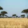 Rising carbon dioxide is supercharging grass growth in African savannas, study finds