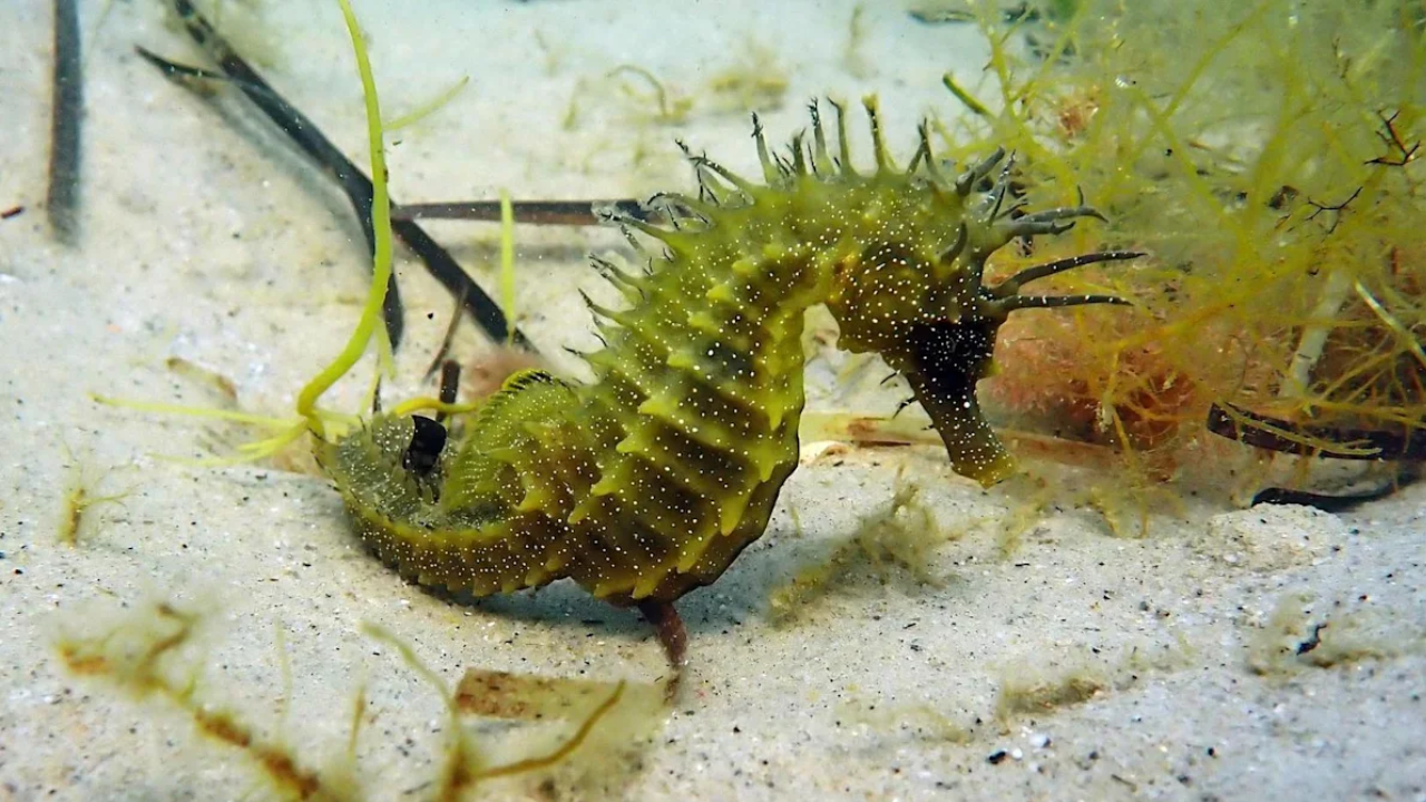 UK warns divers not to touch or pursue protected seahorses