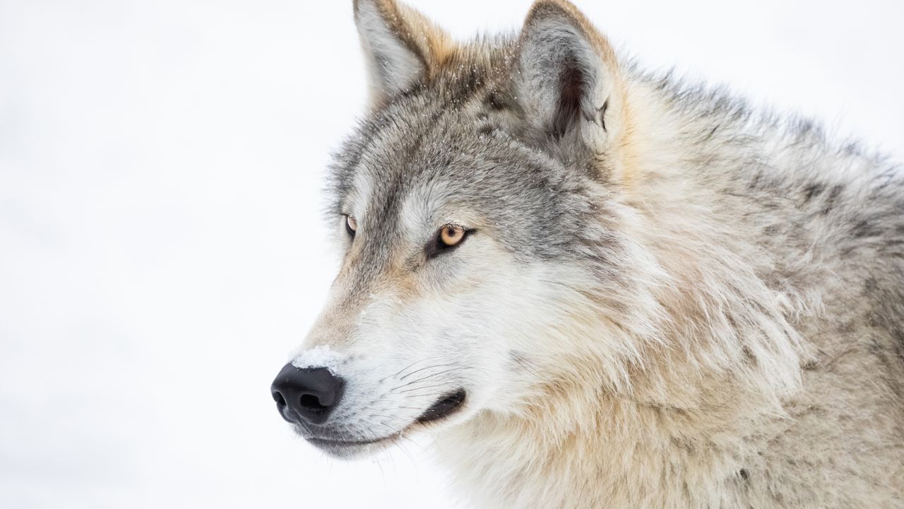 Gray wolves may no longer be endangered in this US state – and a network of 1,311 trail cameras capturing more than 2 million images is helping to prove it