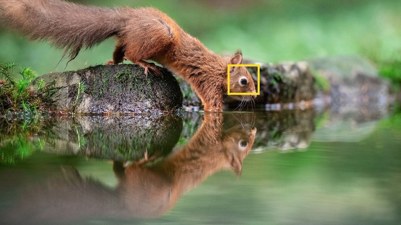 Modern autofocus isn’t the cheat code everyone says it is – you can still miss regularly
