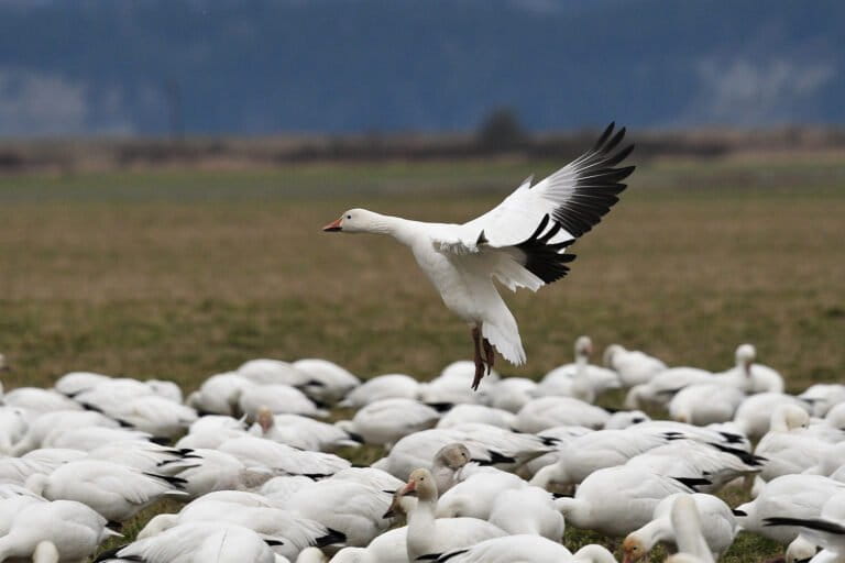 From radar blobs to bird species, AI helps transform migration tracking