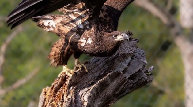Rare white-tailed sea eagle chick born in Fota Wildlife Park