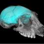 Fossil study finds vision—not the 'thinking' frontal lobe—drove varied brain development in primates
