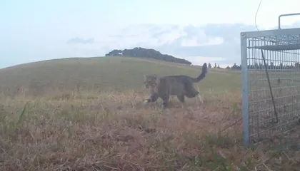 Notorious Feral Cat That Feasted on Rare New Zealand Ducks Captured After Three-Year Hunt
