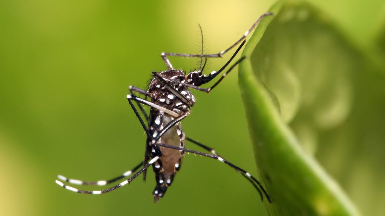 BMC death data throws up major mismatch in malaria, dengue figures