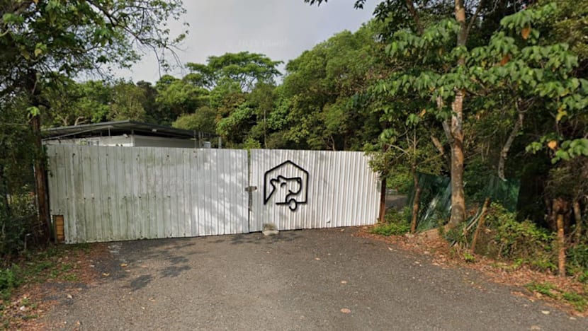 Woman in Hong Kong mauled to death by dog in pet hotel