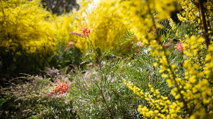 'Created something beautiful': Wildflower meadows are taking over cities