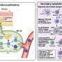 Critical immune pathway may explain how skin allergies can trigger systemic reactions