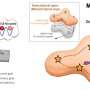 A precise neuronal mechanism allows the brain to plan future routes to remembered goals