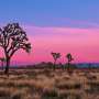 With new digital tools, researchers are helping Joshua trees survive wildfires