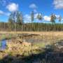 Drained by humans, rewetted by beavers—opposing forces shape boreal wetlands