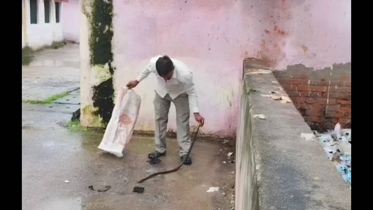 UP man bitten by 5-ft snake kills it, then walks into hospital carrying it in bag
