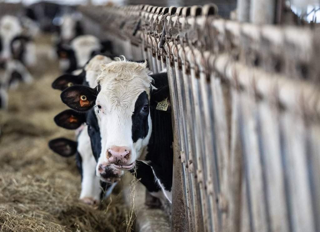 Can Canada uphold dairy supply management while giving U.S. more access?