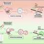 Boosting cell cleanup process may protect against glaucoma