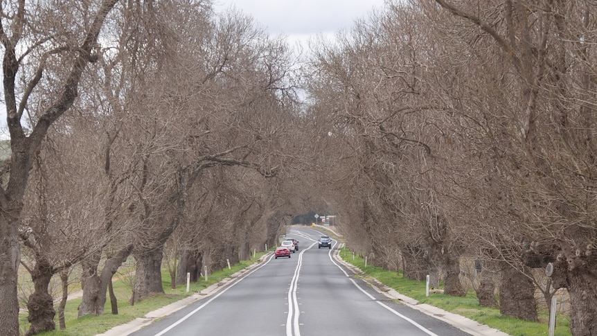 Renewables company says turbines will hit Anzac memorial trees
