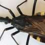 Immune-inspired public health strategy improves detection of disease-carrying insects