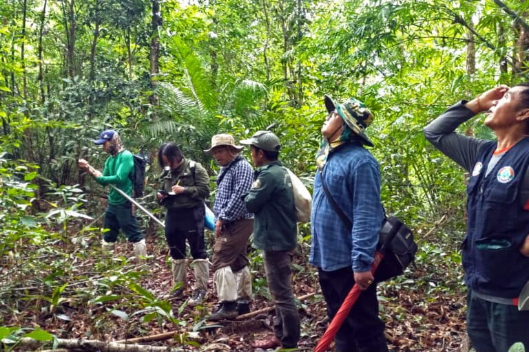 Southeast Asia is a hotspot for oak trees, many under ‘dire threat’