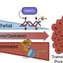 New drug combination may help treat advanced prostate cancer