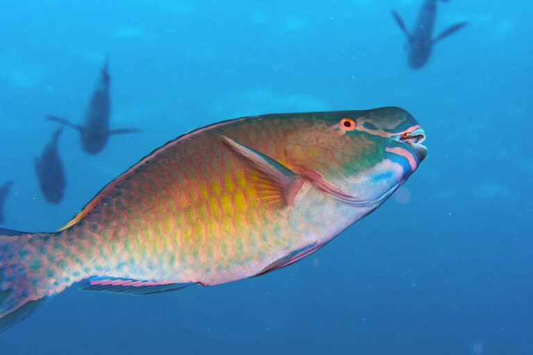 How social media and parrotfish poop are protecting the Maldives